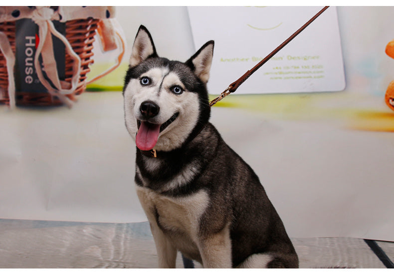 Golden Husky Cowhide Leather Dog Collar