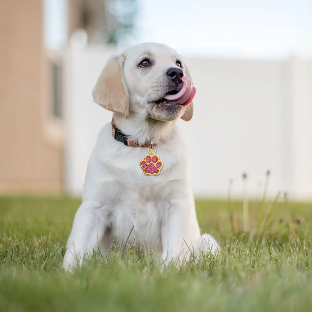 Personalized Pet ID Tag Necklace