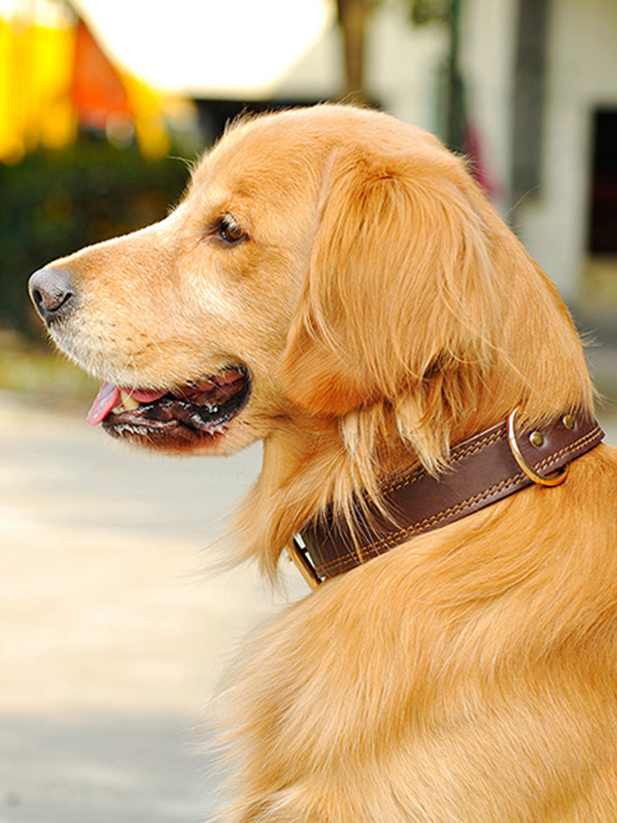 Golden Husky Cowhide Leather Dog Collar